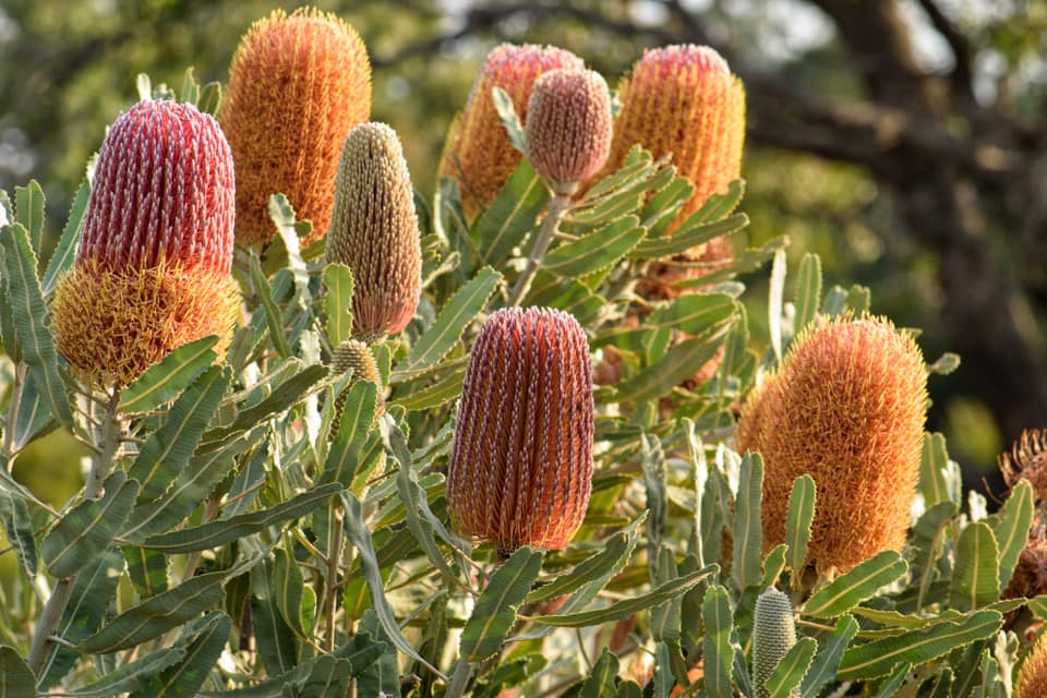 Native flowers