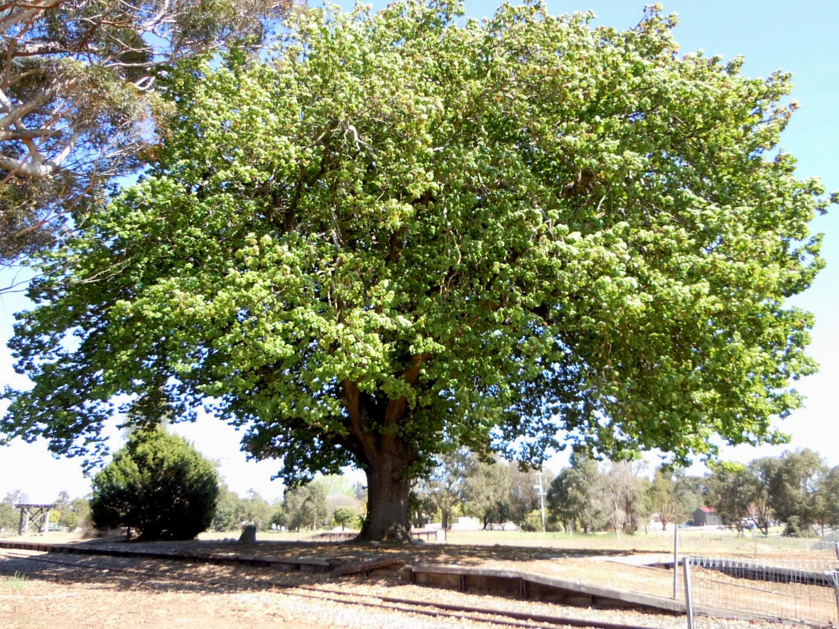 Large tree sitting next to a smaller tree in a paddock