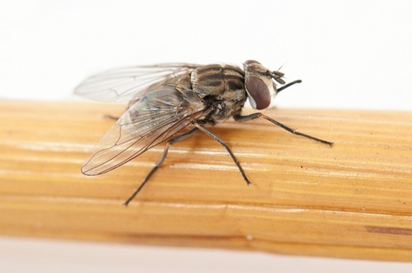 Stable fly photo