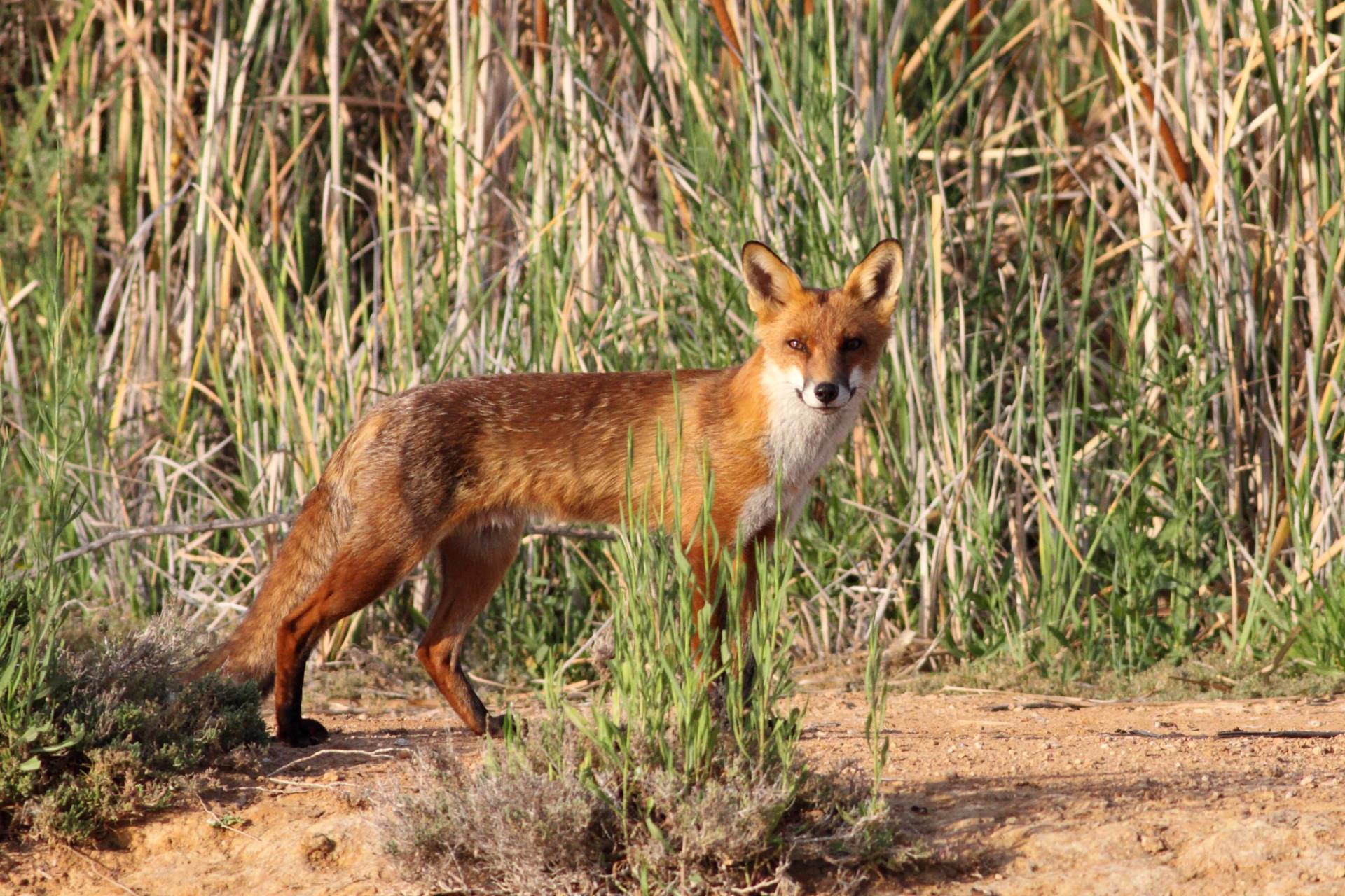 Fox in bush