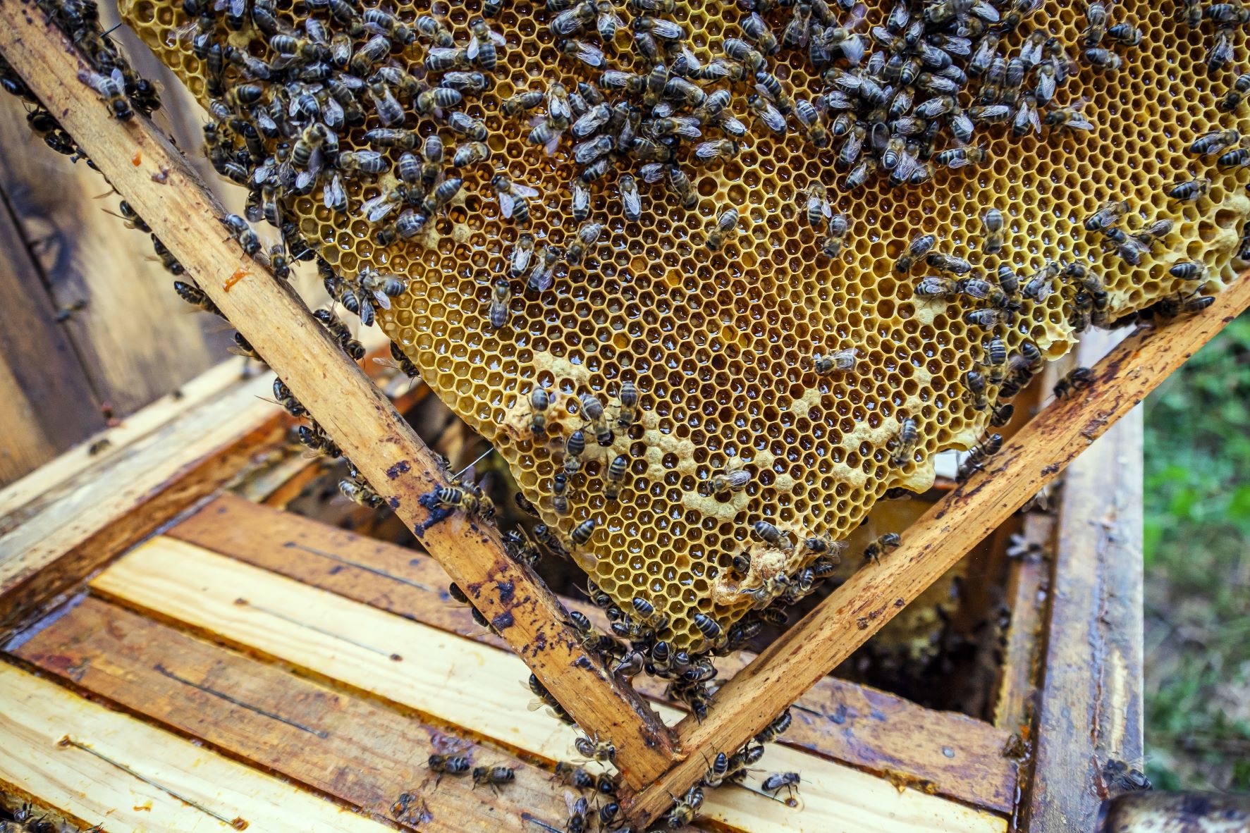 Bees in hive