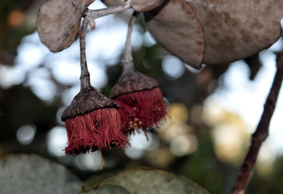 Native flower