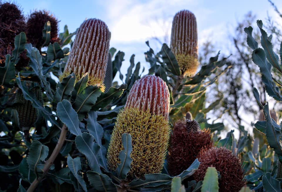 Native flowers