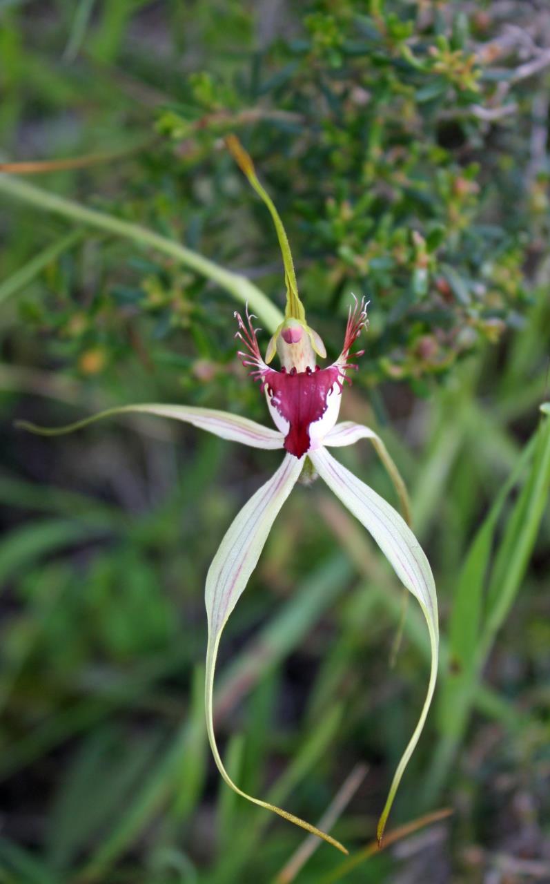 Native Flower