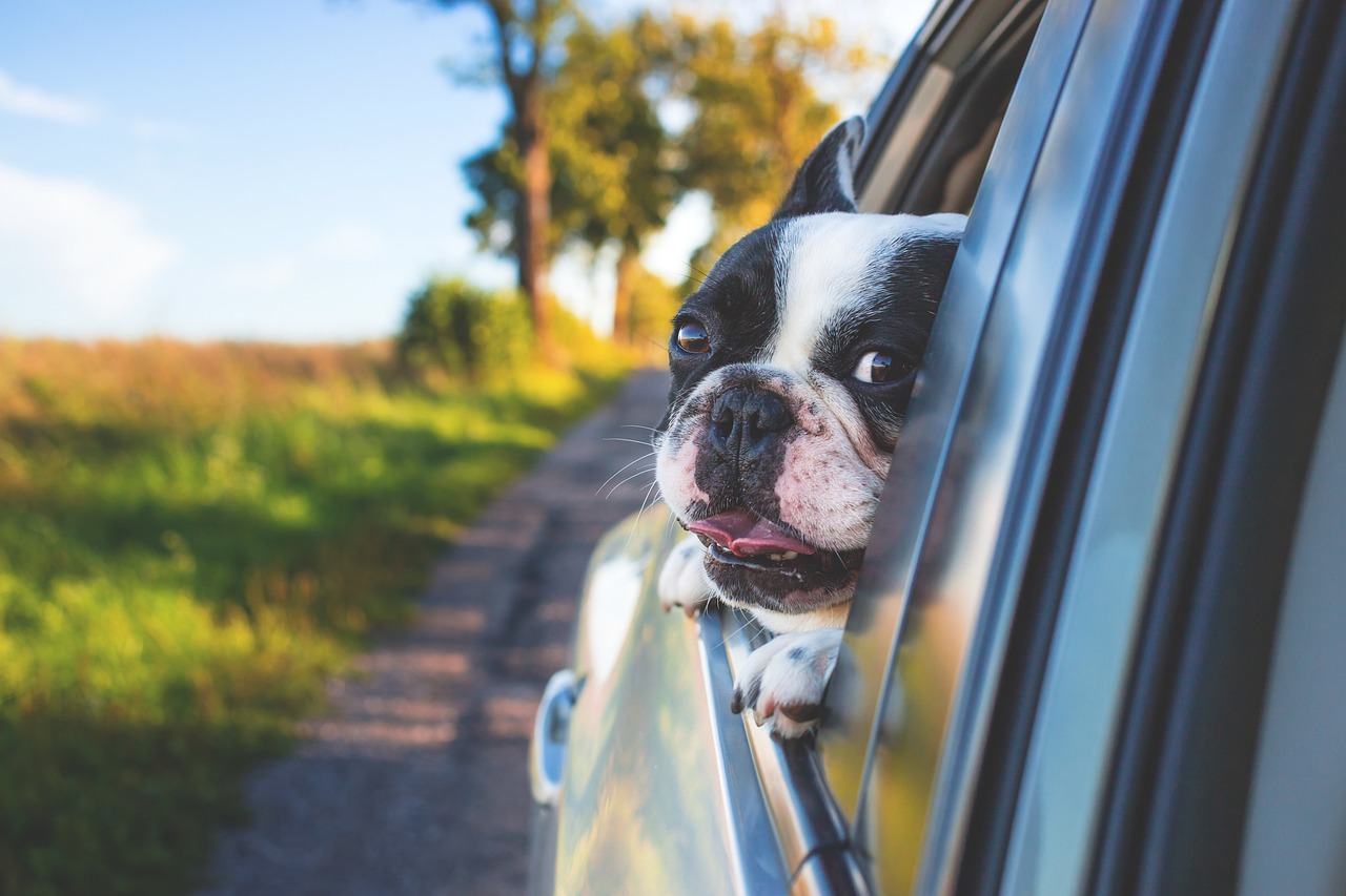 Dog with head out of the window