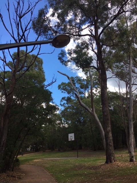 Basketball hoop in bushland