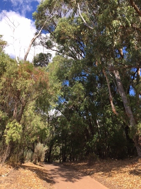 Large trees and bush path