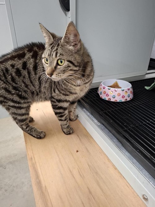 Photo for animal #74