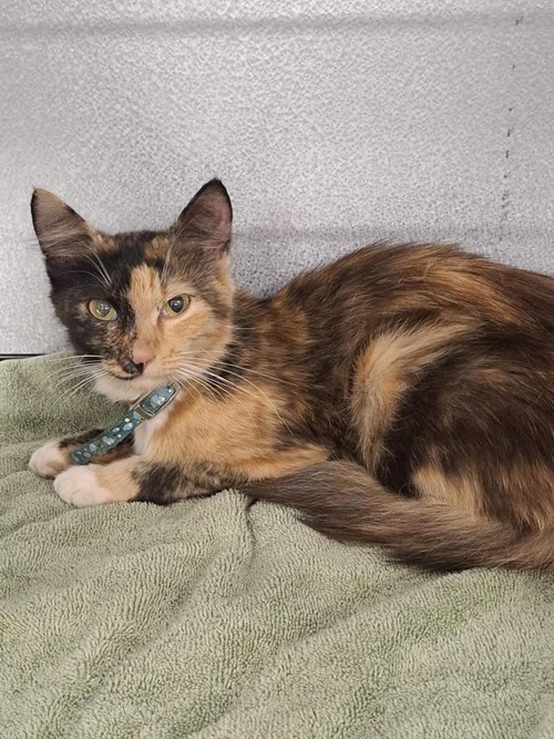 Photo for animal #78