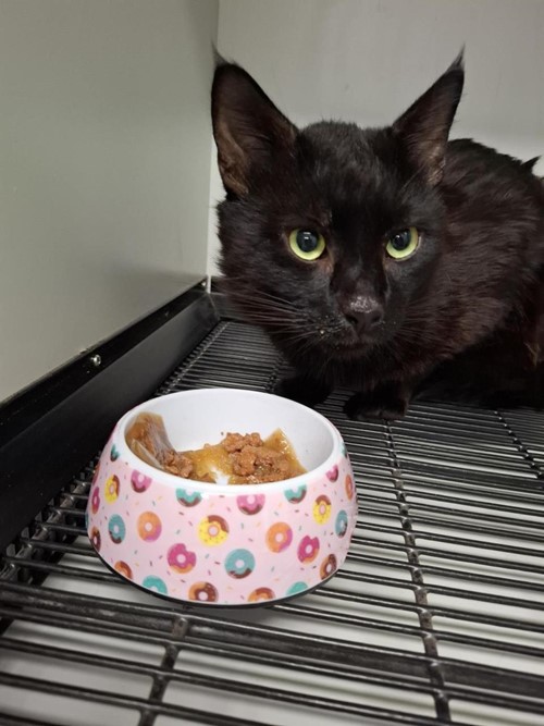 Photo for animal #72