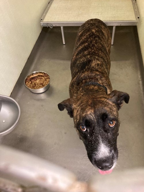 Photo for animal #76