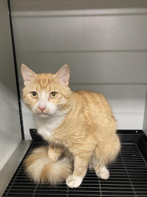 Photo for animal #73