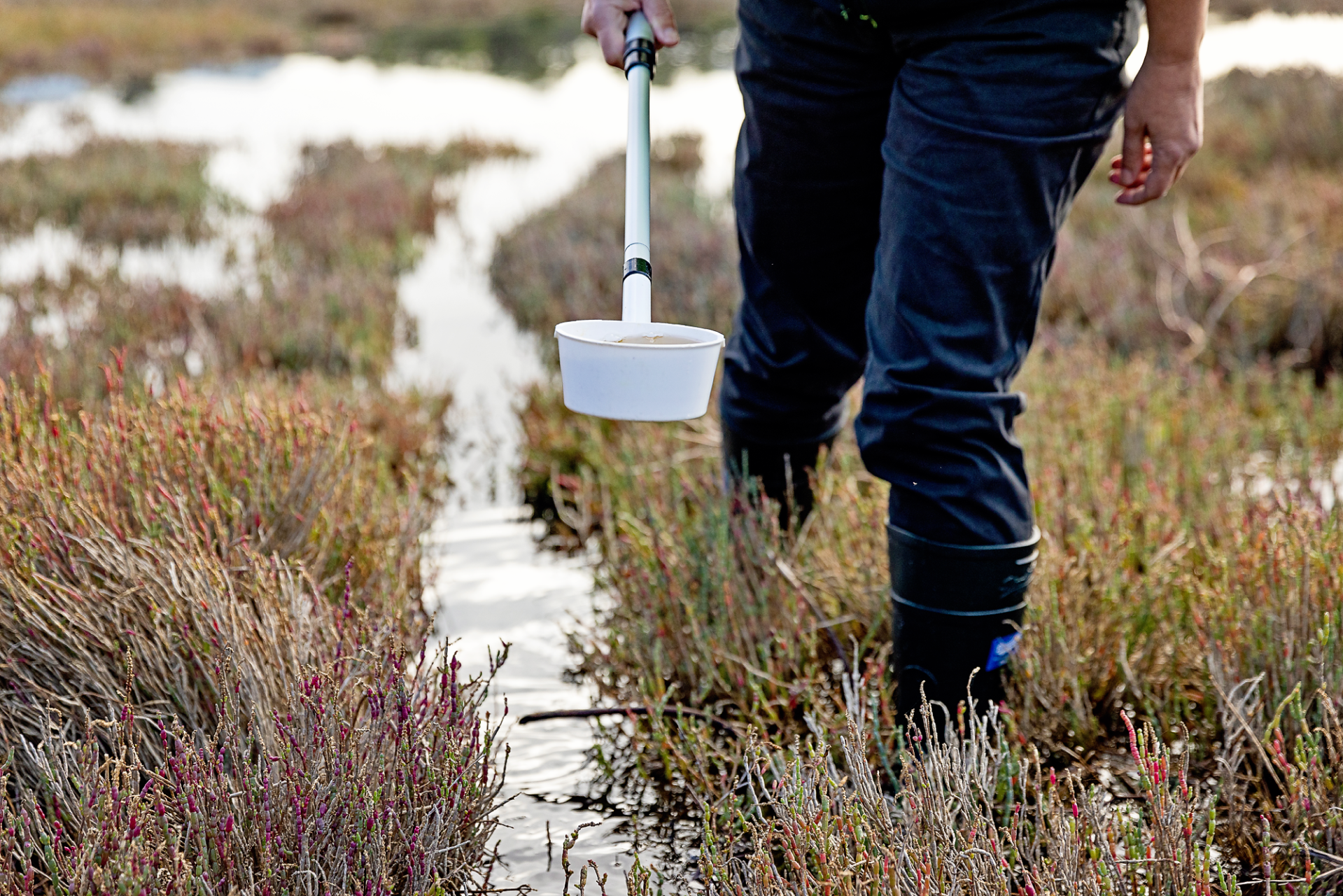 Barmah Forest virus activity detected in mosquitoes collected from