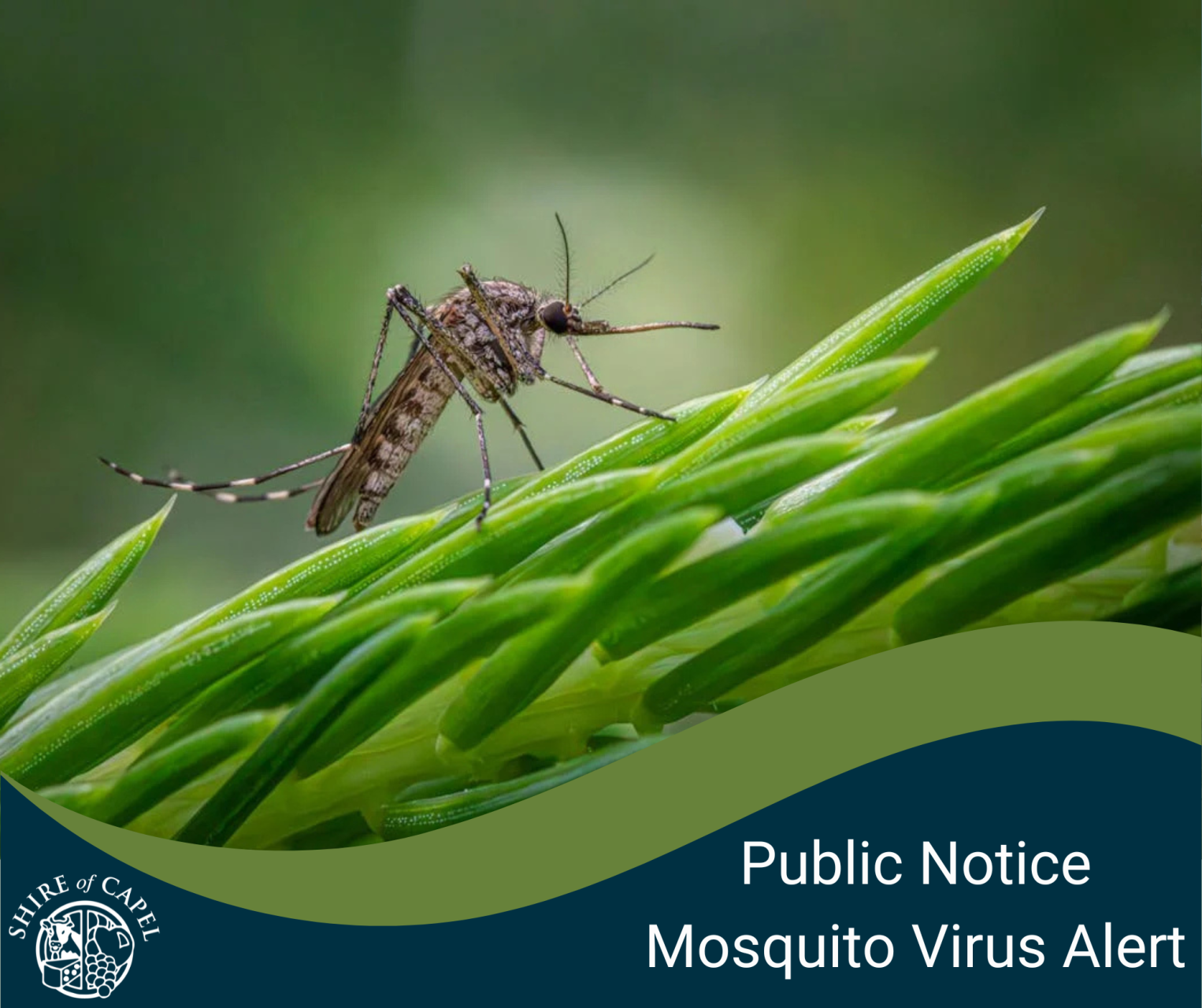 Mosquito Virus Alert
