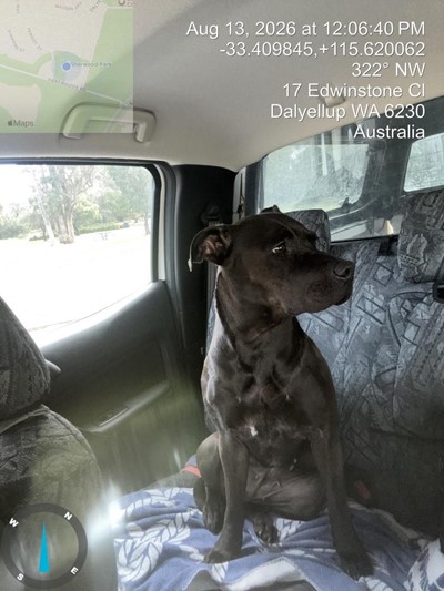 Photo for animal #92